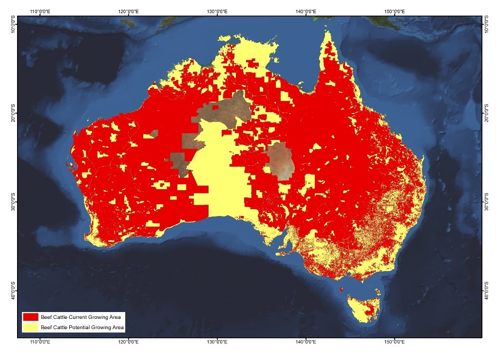 Beef Cattle Agrifutures Australia - 