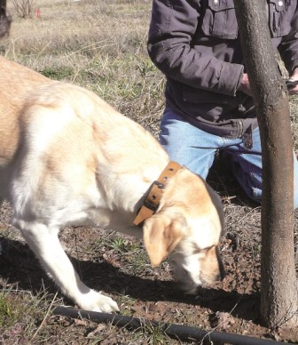 a-truffle-dog-sniffing-to-identify-the-presence-of-truffles-source-christine-joannides.jpg