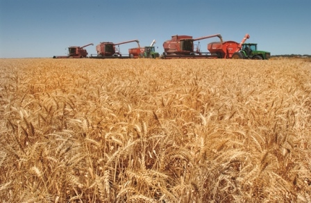 Harvesting Wheat Wheat AgriFutures Australia