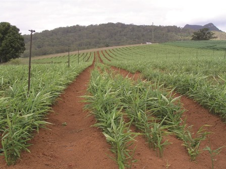 Ginger | AgriFutures Australia