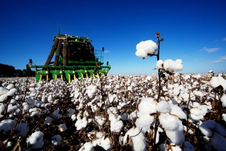 Cotton | AgriFutures Australia