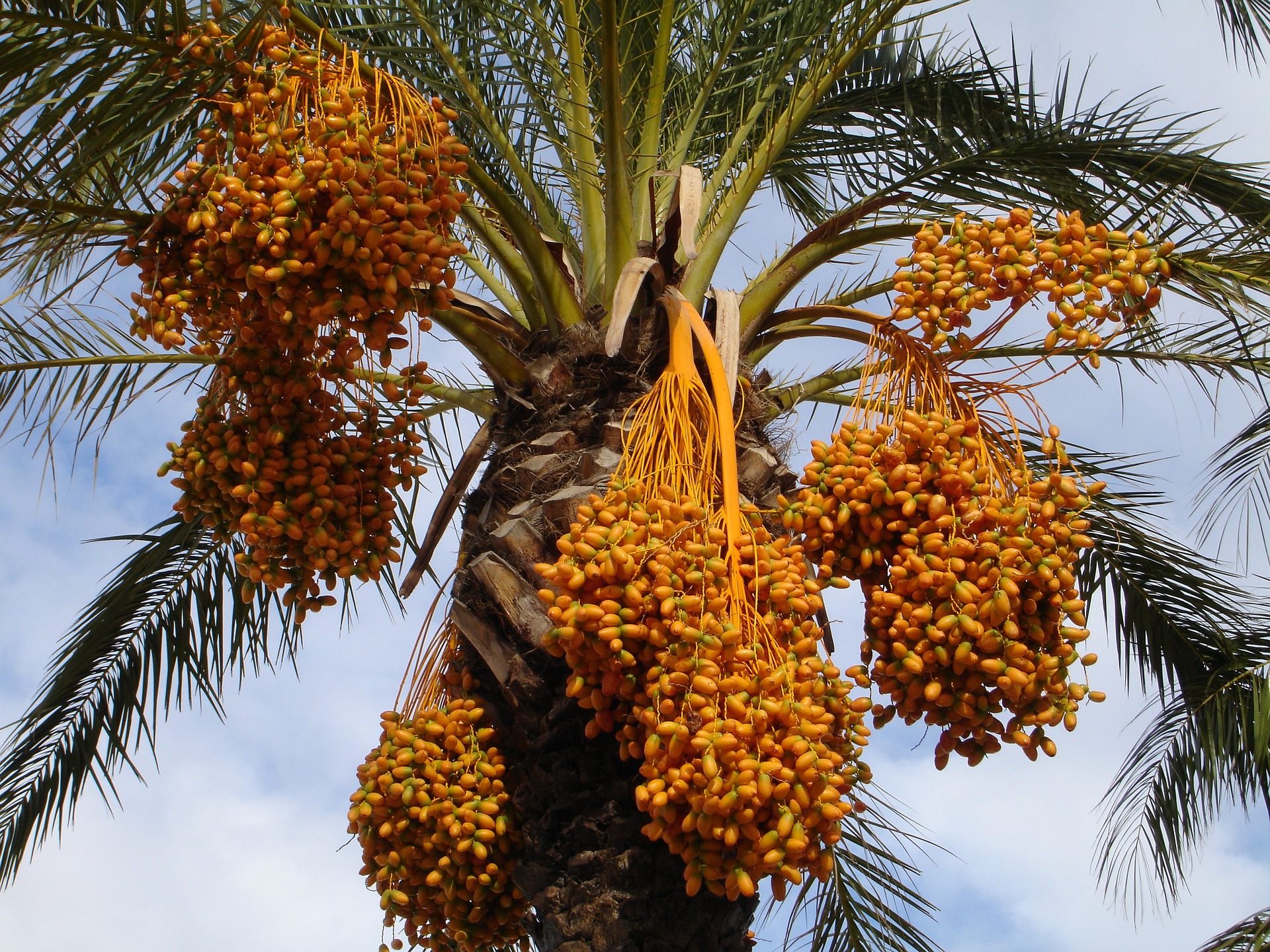 Dates on date palm