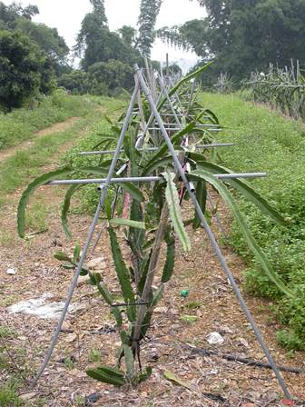 Dragon fruit (Pitaya) | AgriFutures Australia