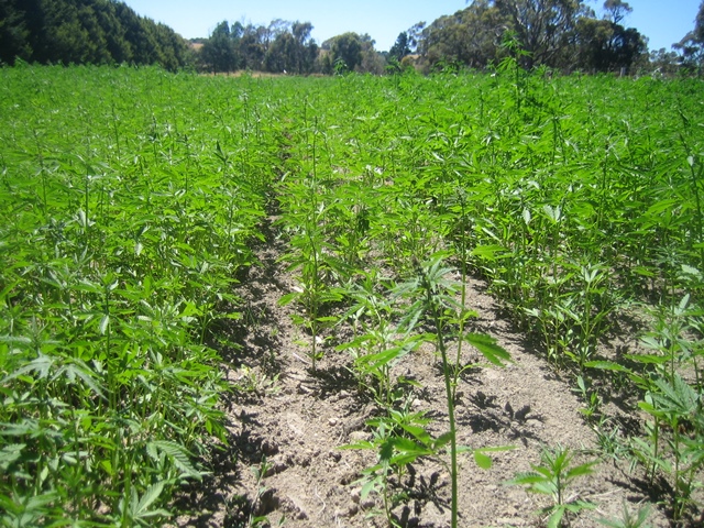 Field of industrial hemp under commercial production (source Lyn Stephenson)