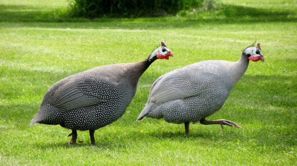 game-birds-agrifutures-australia