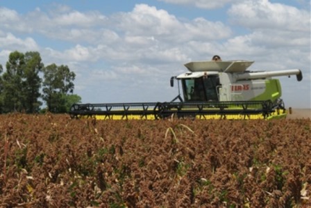 Oat Harvest Grain Sorghum AgriFutures Australia