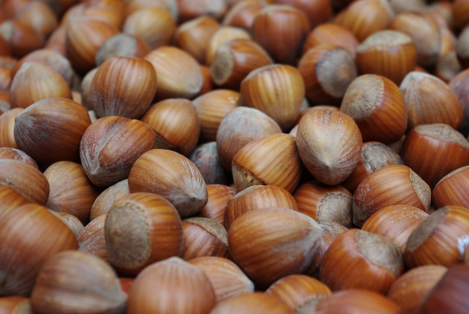 Hazelnuts in shell