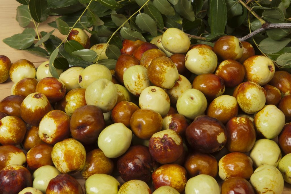 Chinese Jujube Agrifutures Australia