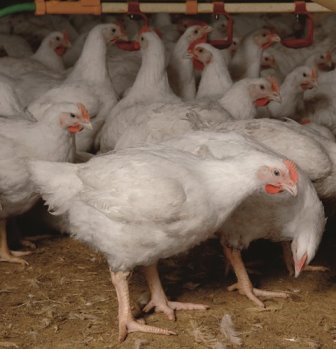 Meat chickens housed in an indoor facility