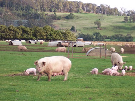 Pigs for meat (pork) | AgriFutures Australia