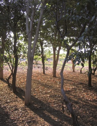 Sandalwood Wood Agrifutures Australia