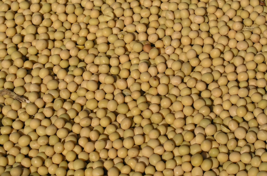 Soybeans | AgriFutures Australia