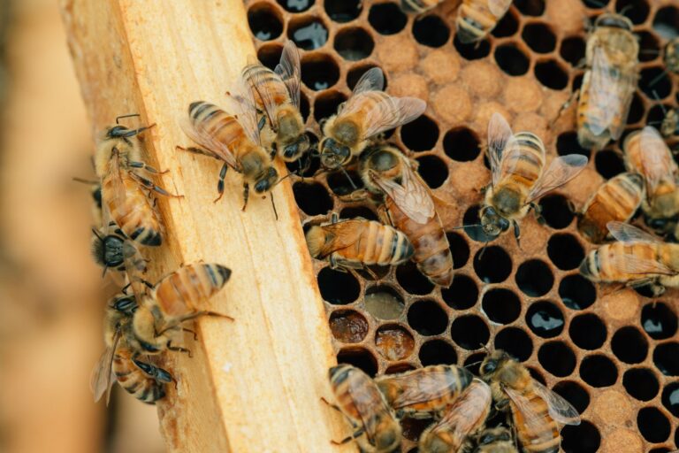 Honey Bee & Pollination