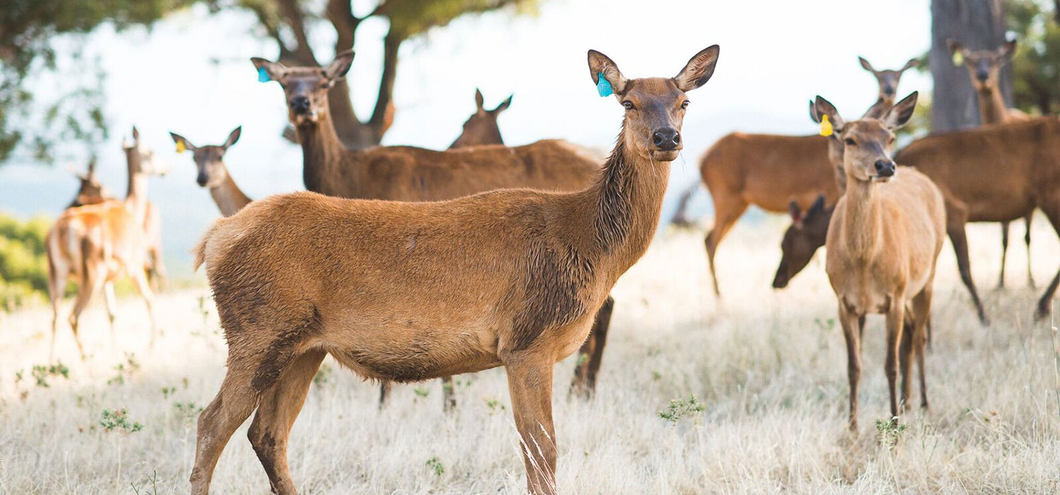 Deer AgriFutures Australia