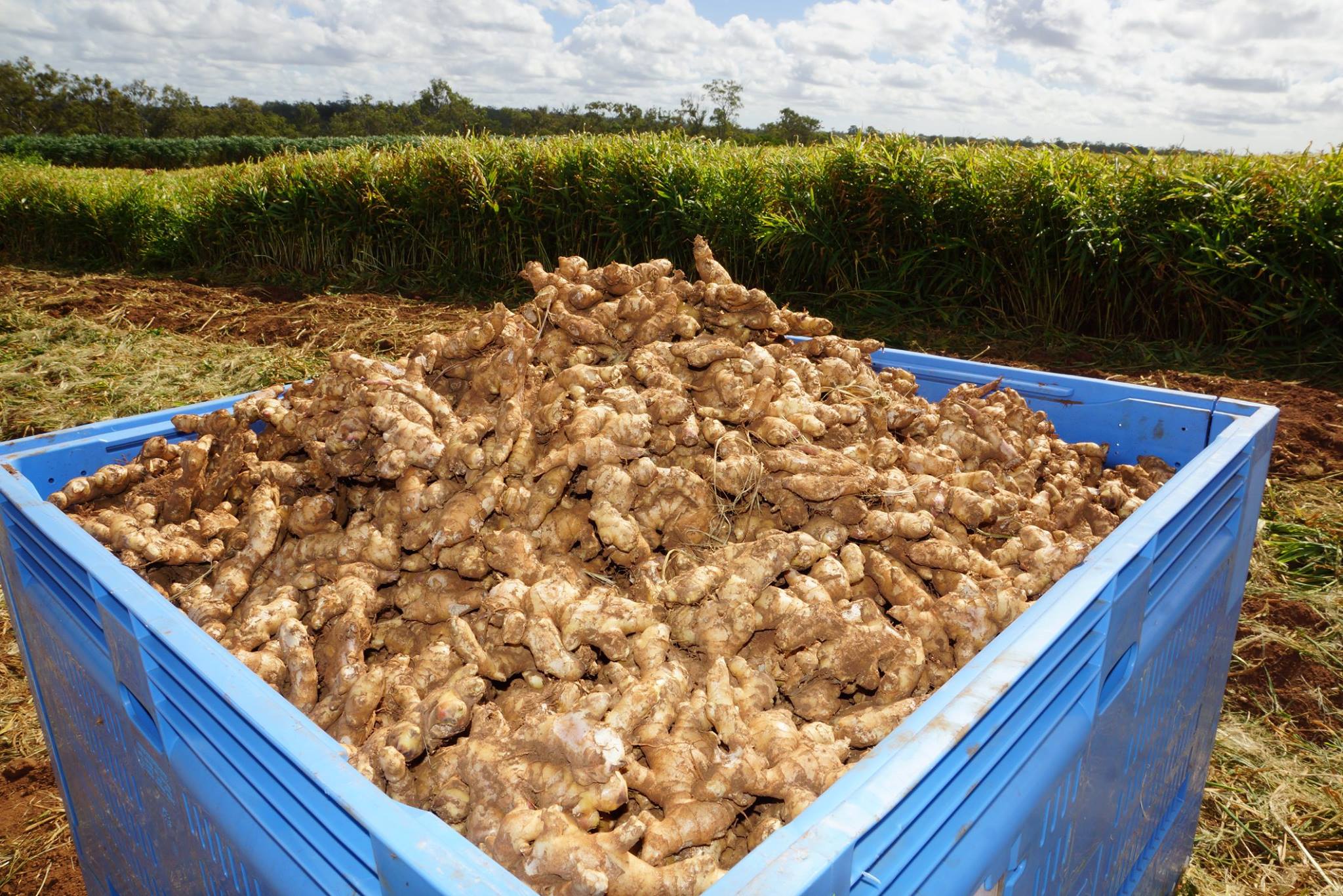 Ginger Agrifutures Australia