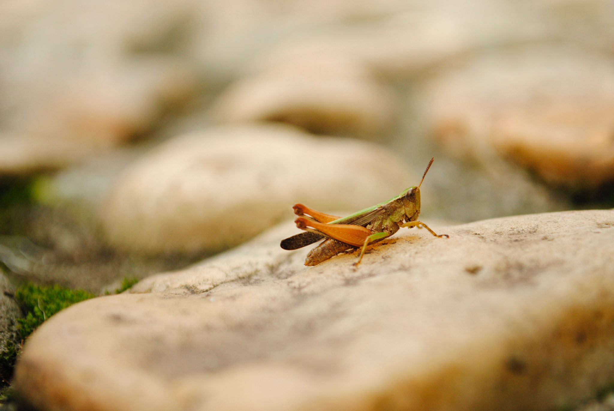 Grasshopper on a rock