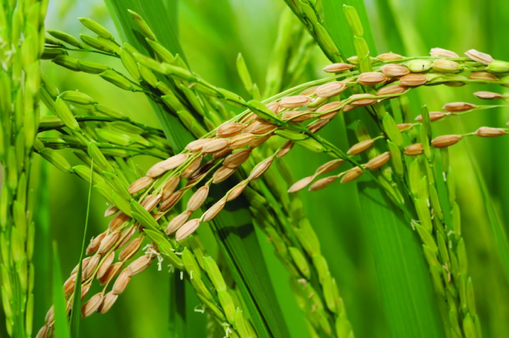Рис относится к группе. Рис зерновая культура. Рисовые колосья. Колос риса фото. Рис колосок фото.