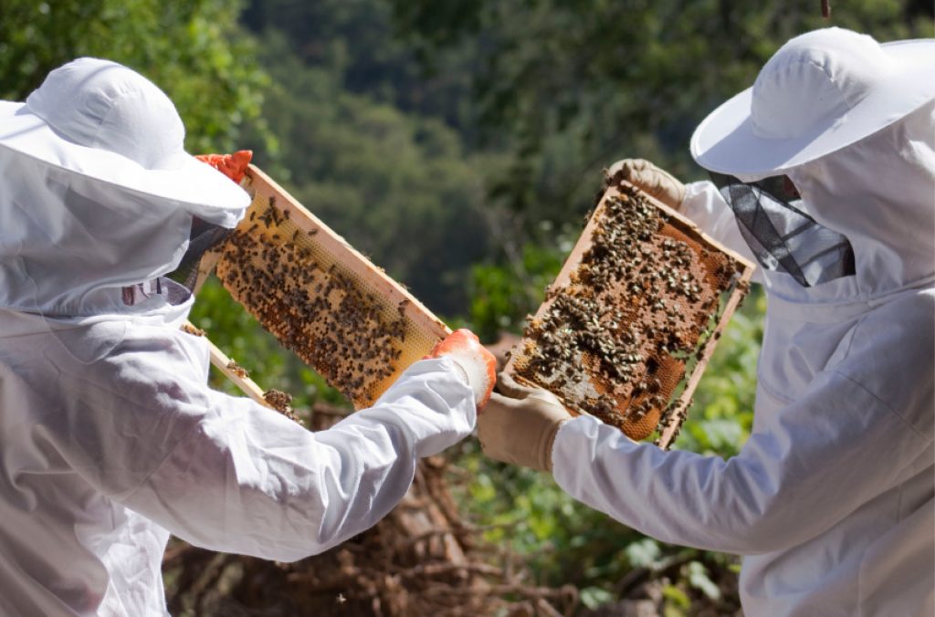Agrifutures™ Honey Bee And Pollination Program To Showcase Golden Research At 3rd Australian Bee 1113