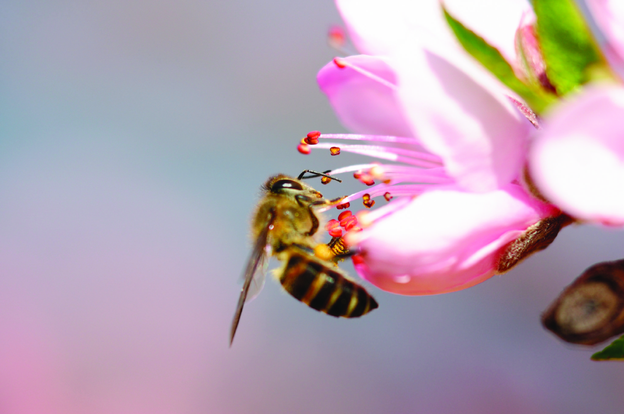 A honeybee approaching a peach blossom