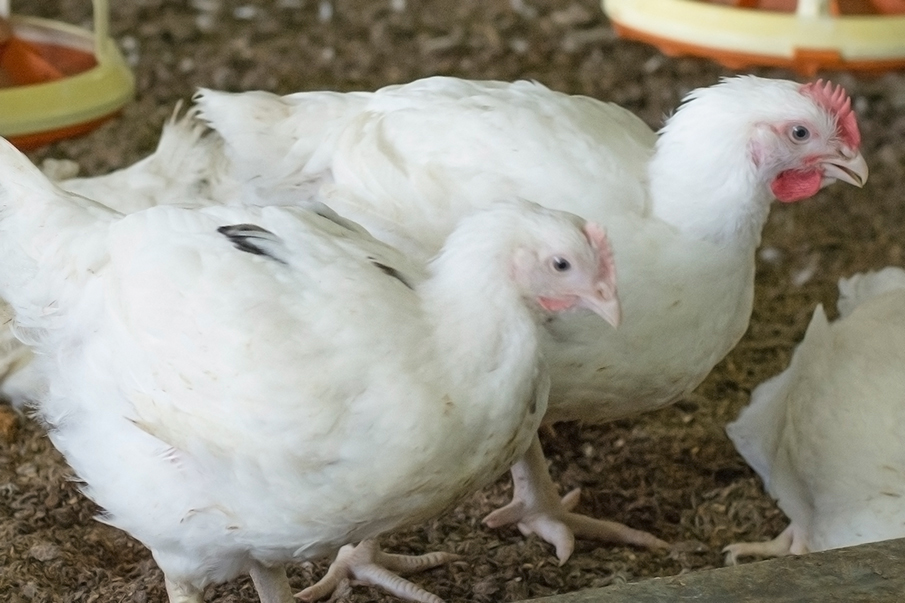Two white chickens