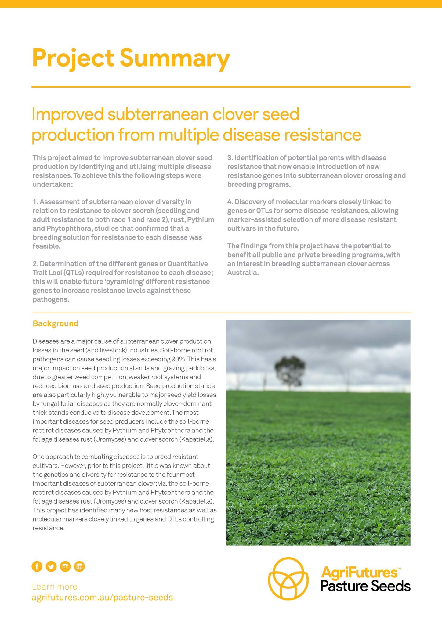 Project summary: Improved subterranean clover seed production from multiple disease resistance - image