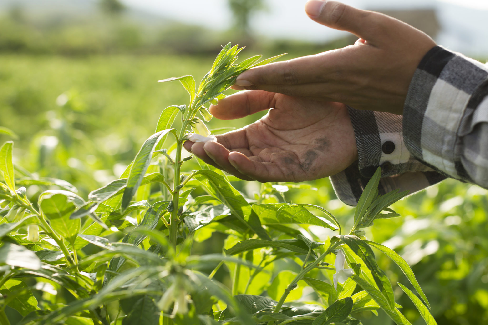 Sesame Streets Ahead: New Strategy to Drive the Growth of Australia's  Sesame Industry | AgriFutures Australia