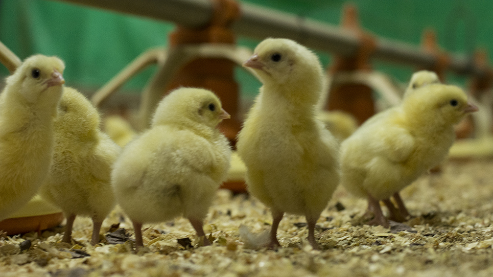 Chicks in a shed