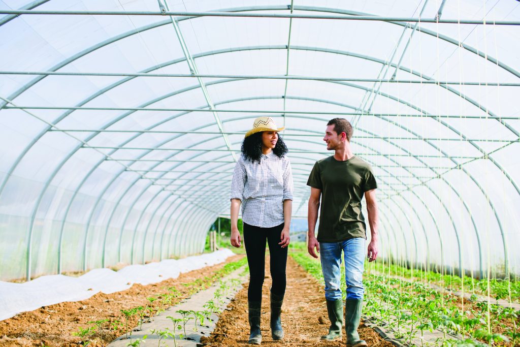 Two people walking down rows of sown vegetables
