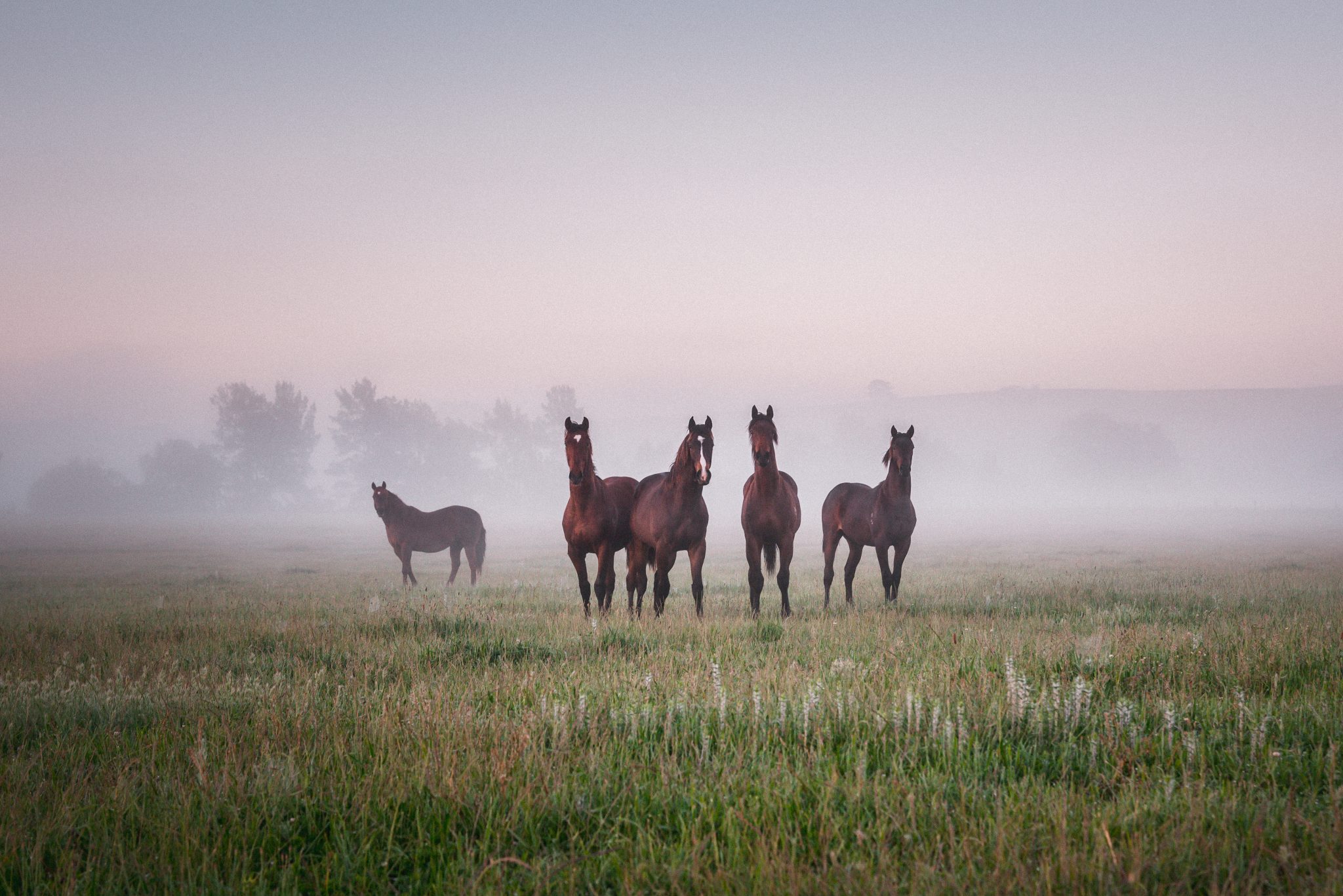 Horses in a foggy paddock