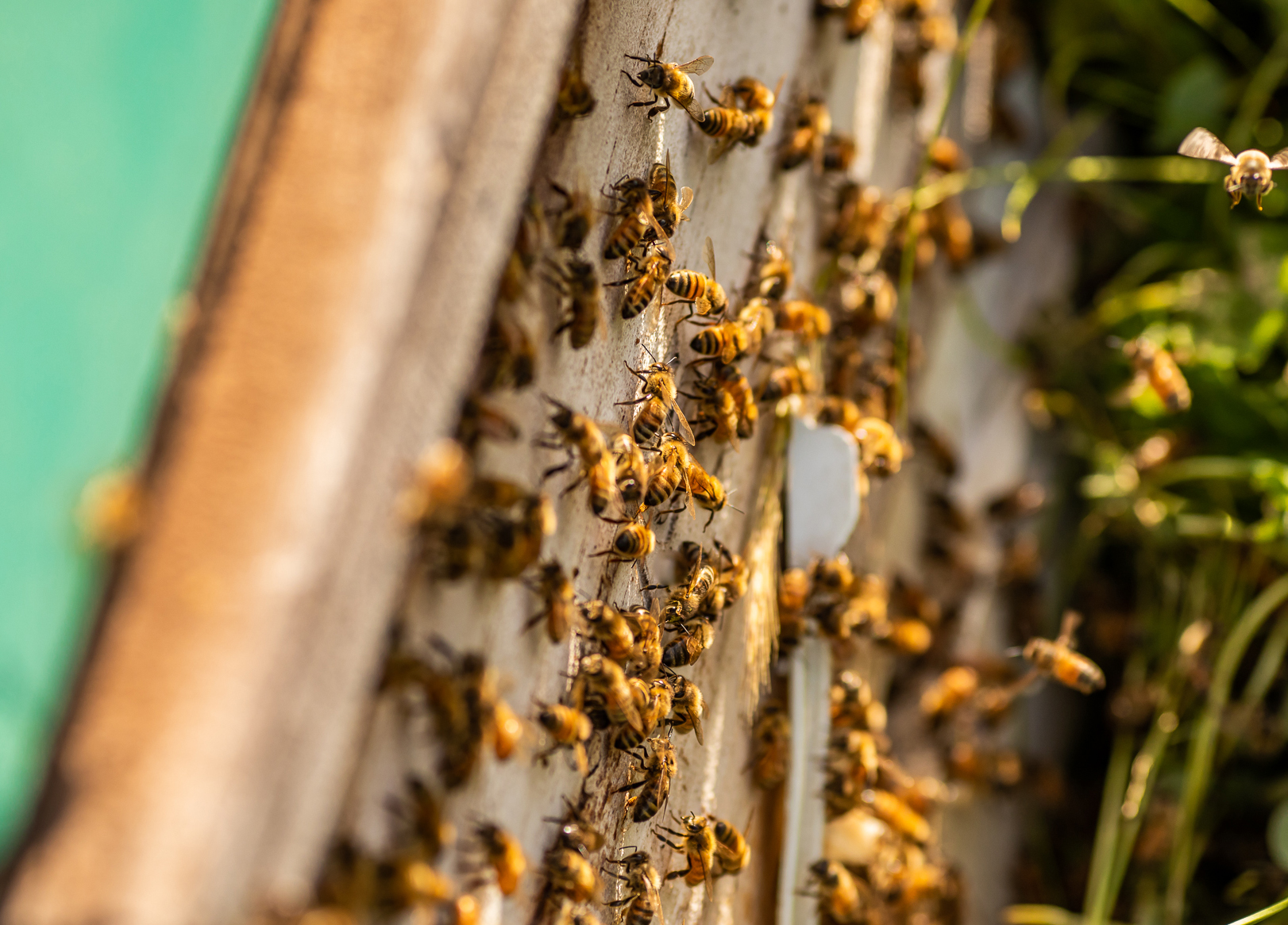 Australian honey bees