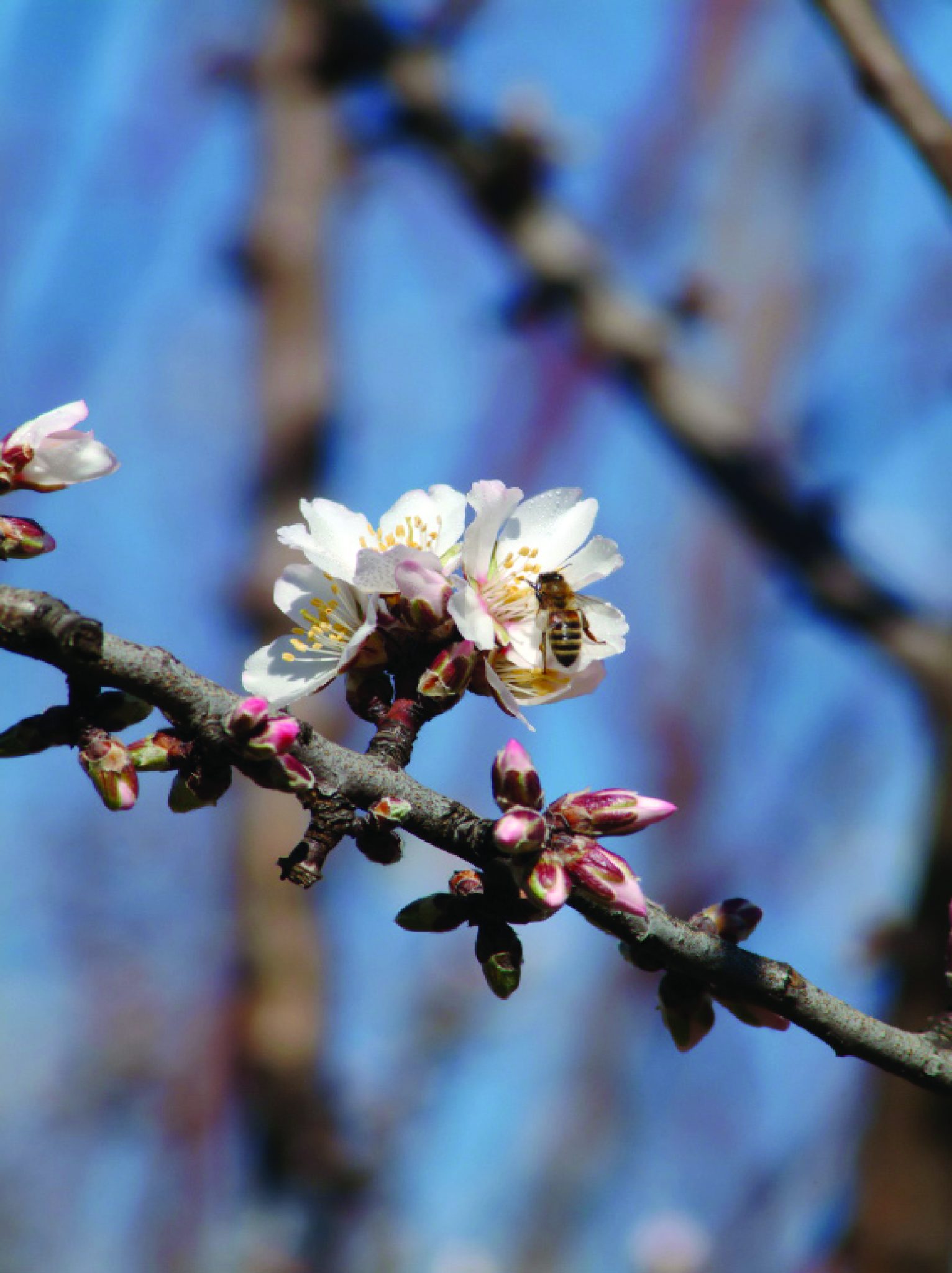 Honeybee on almond blossom
