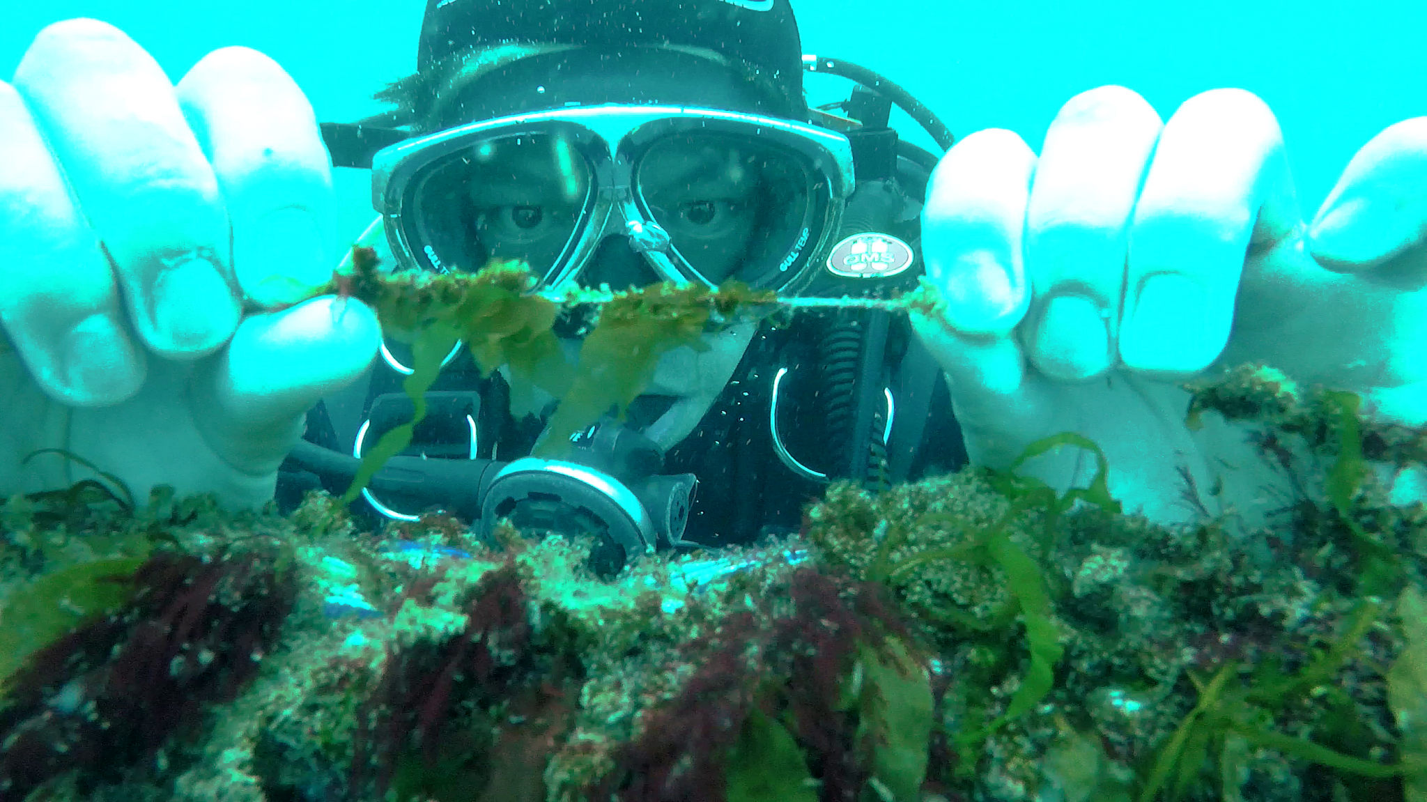 Diver with Australian seaweed