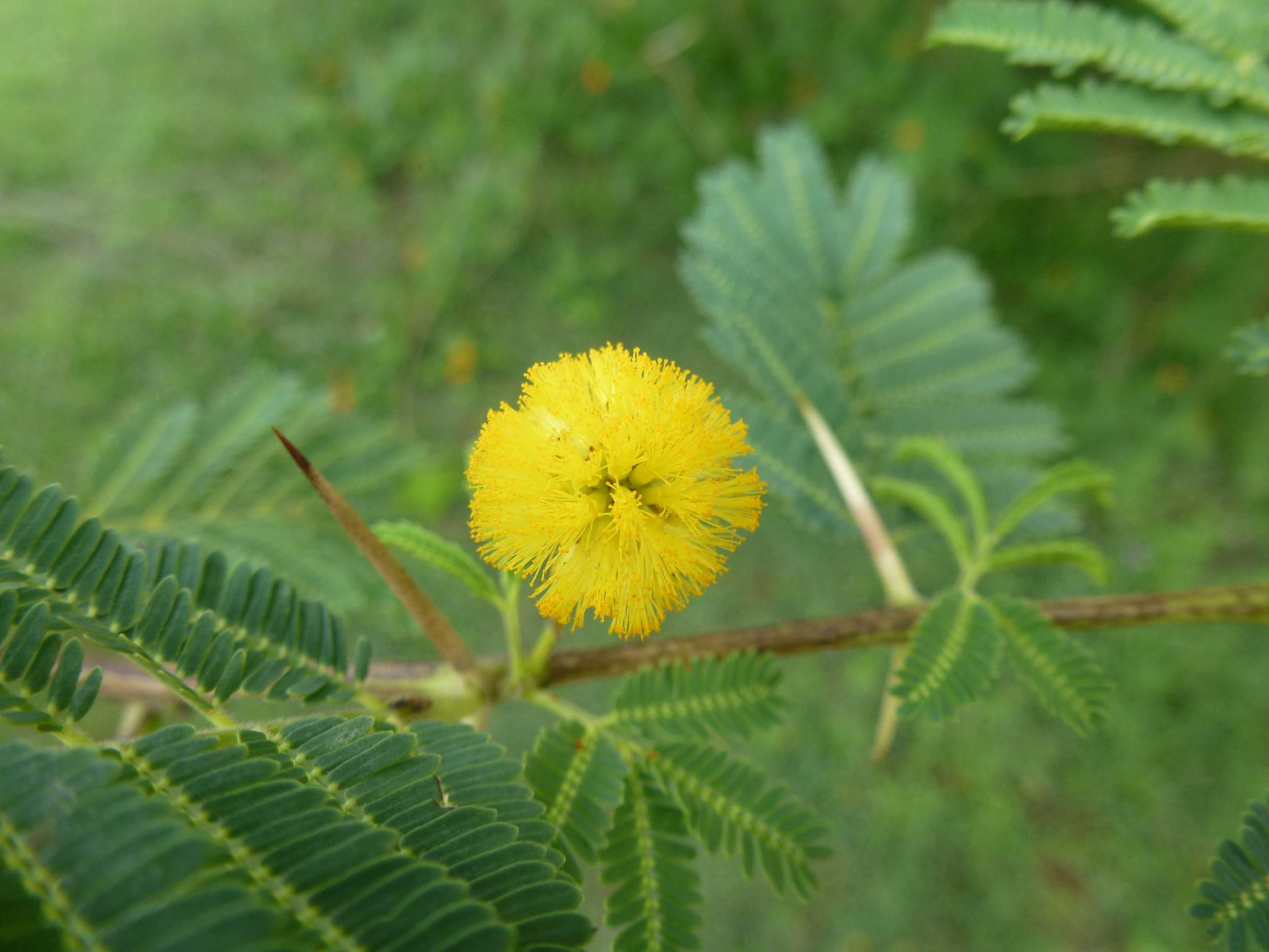 Prickly acacia flower