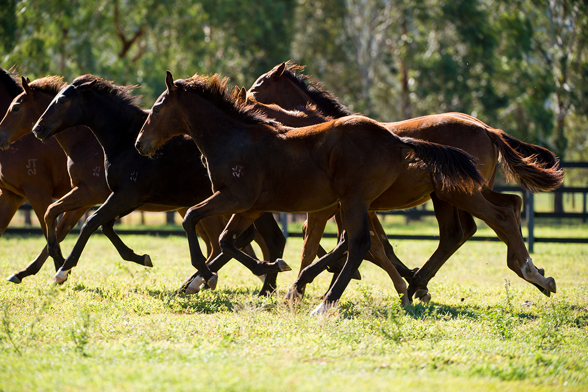 Thoroughbred horses running in a field