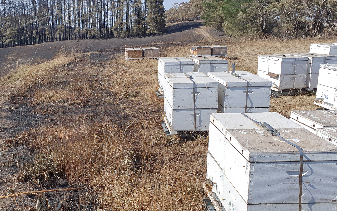 Honey bee boxes in a bushfire-devastated field