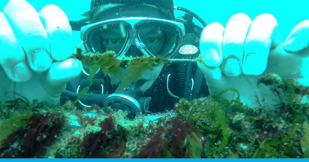 Diver with Australian seaweed