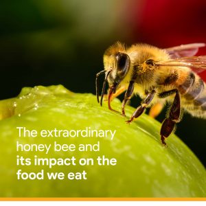 The extraordinary honey bee and its impact on the food we eat cover