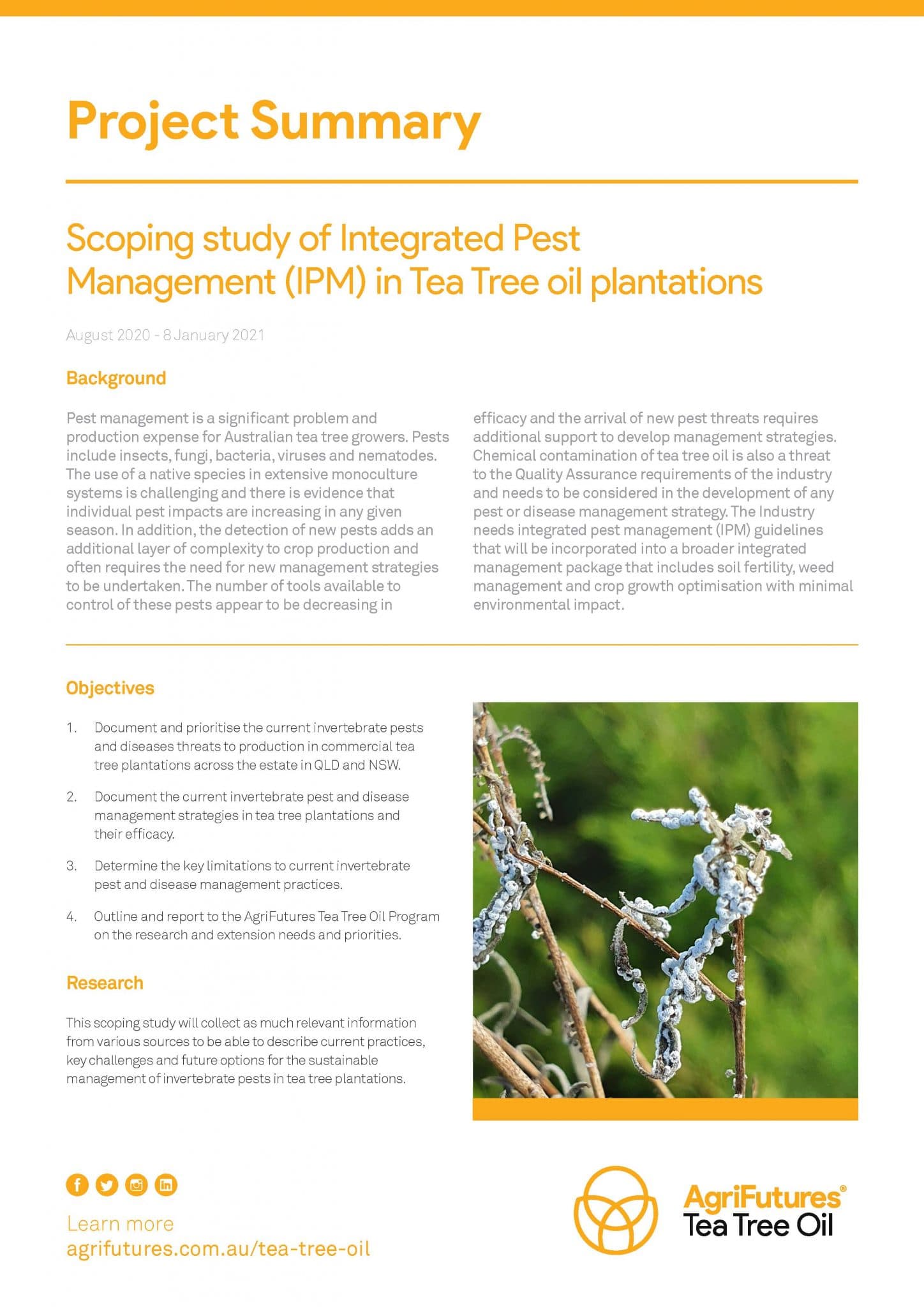 Project Summary: Scoping study of Integrated Pest Management (IPM) in tea tree oil plantations - image