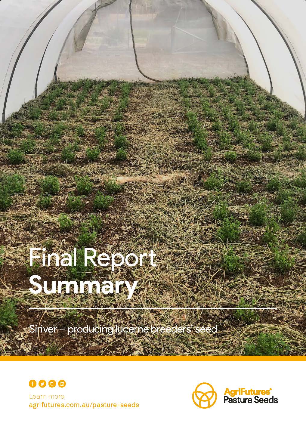 Final report summary: Siriver - Producing lucerne breeders’ seed - image