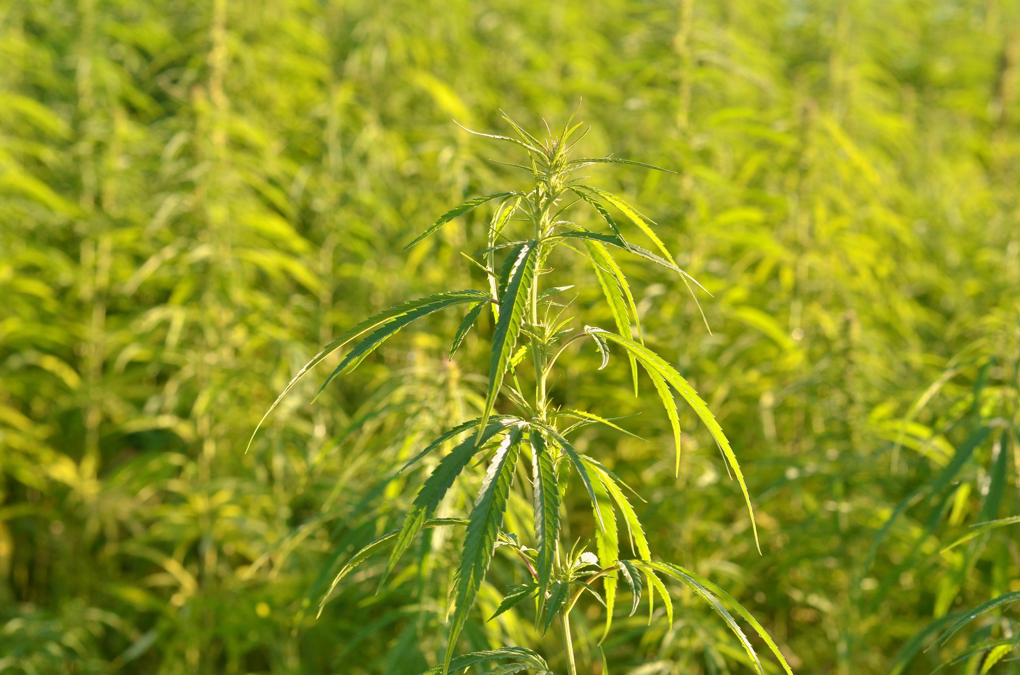 cannabis for industrial purposes, industrial hemp field