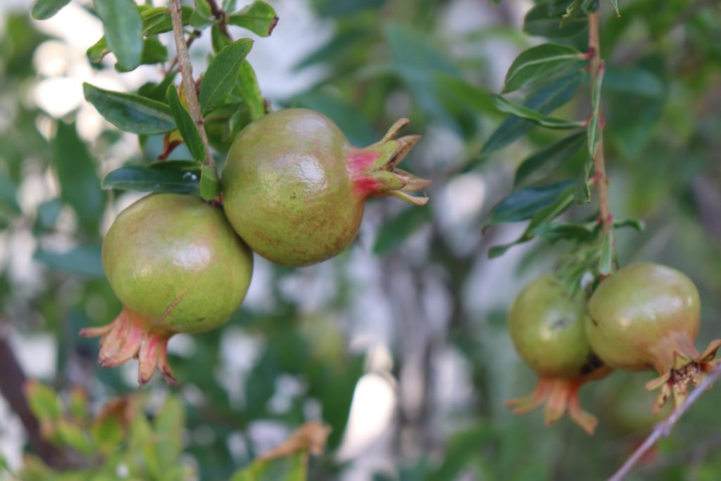 Pomegranate immature fruit