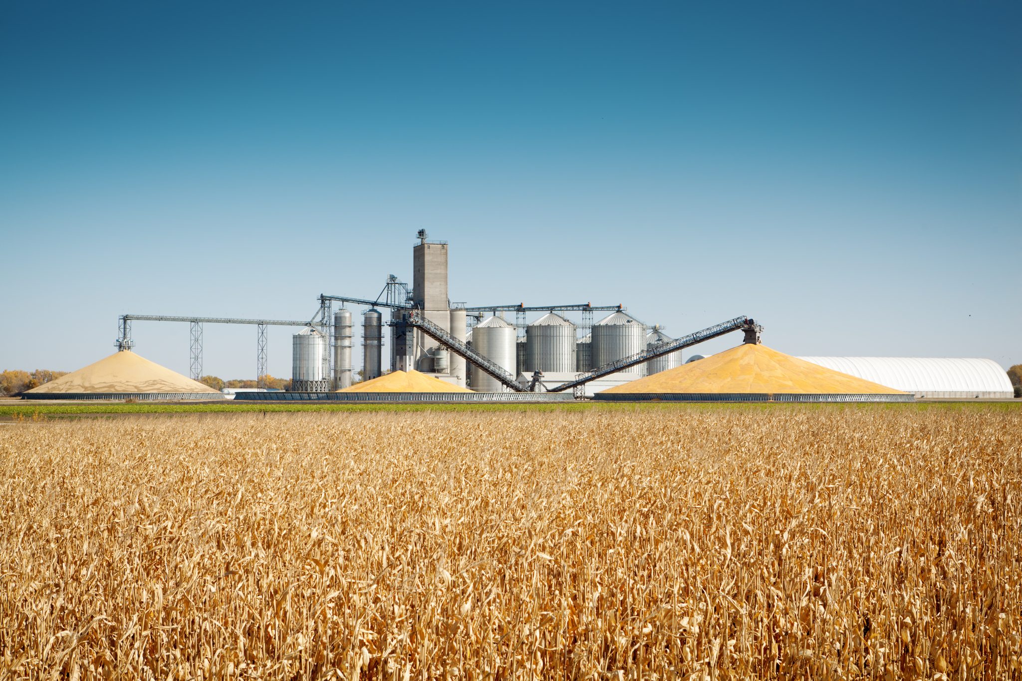 Storage grain bin silos in a field of matured corn crop in harvest time.