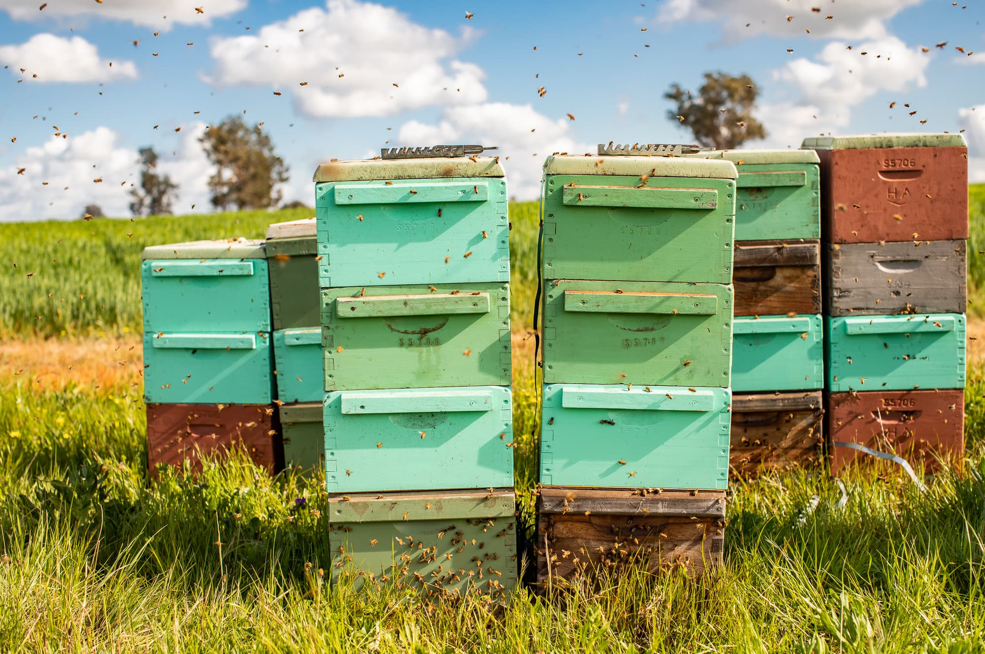 The Honey Bee And Pollination Industry A Hive Of Activity Agrifutures Australia