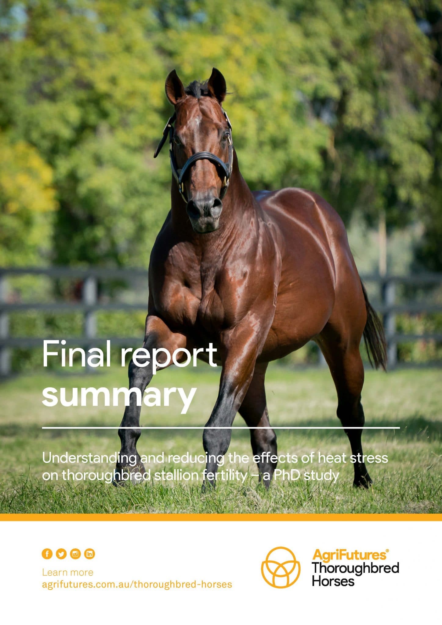 Final report summary: Understanding and reducing the effects of heat stress on thoroughbred stallion fertility - image