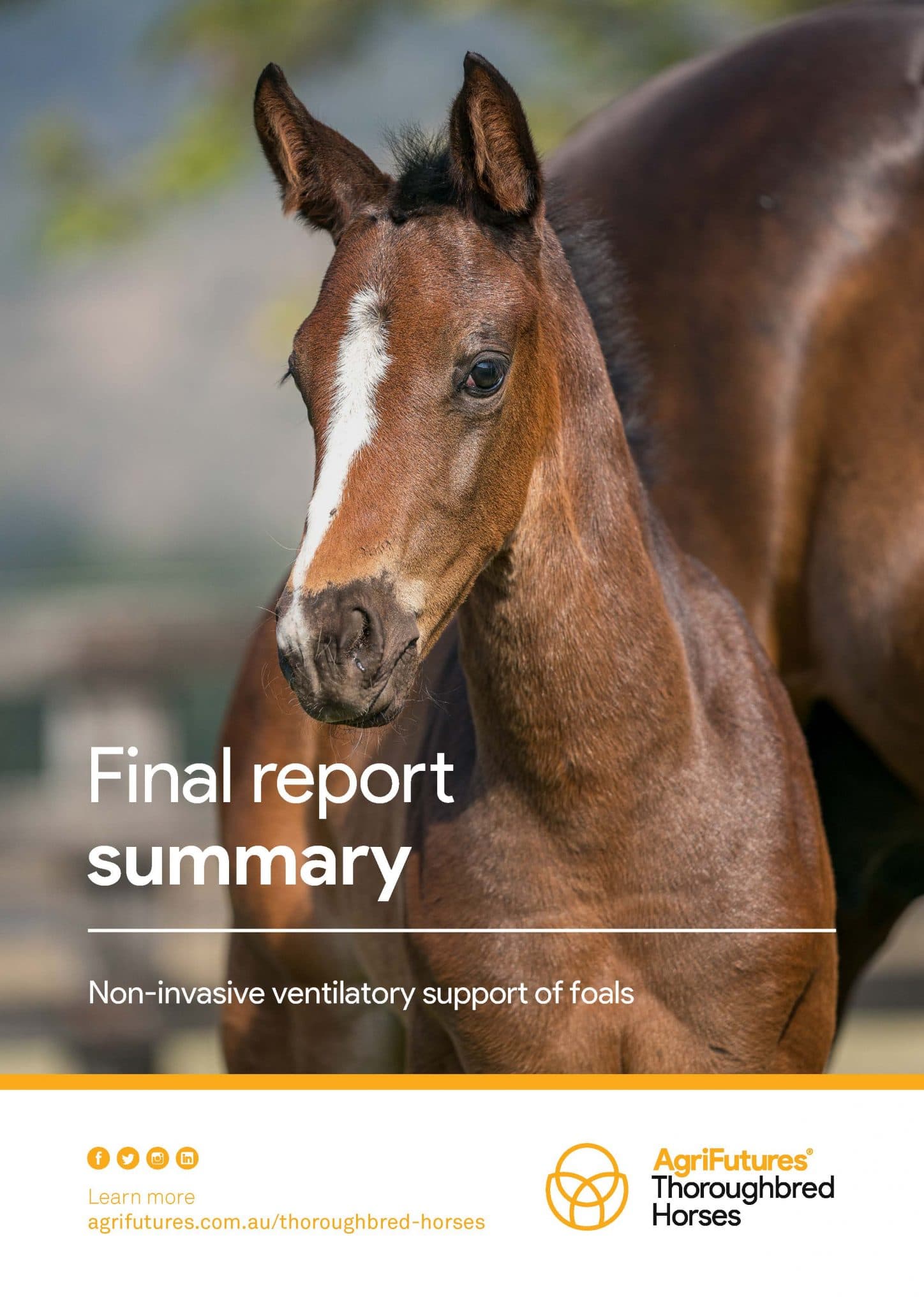 Final report summary: Non-invasive ventilatory support of foals - image
