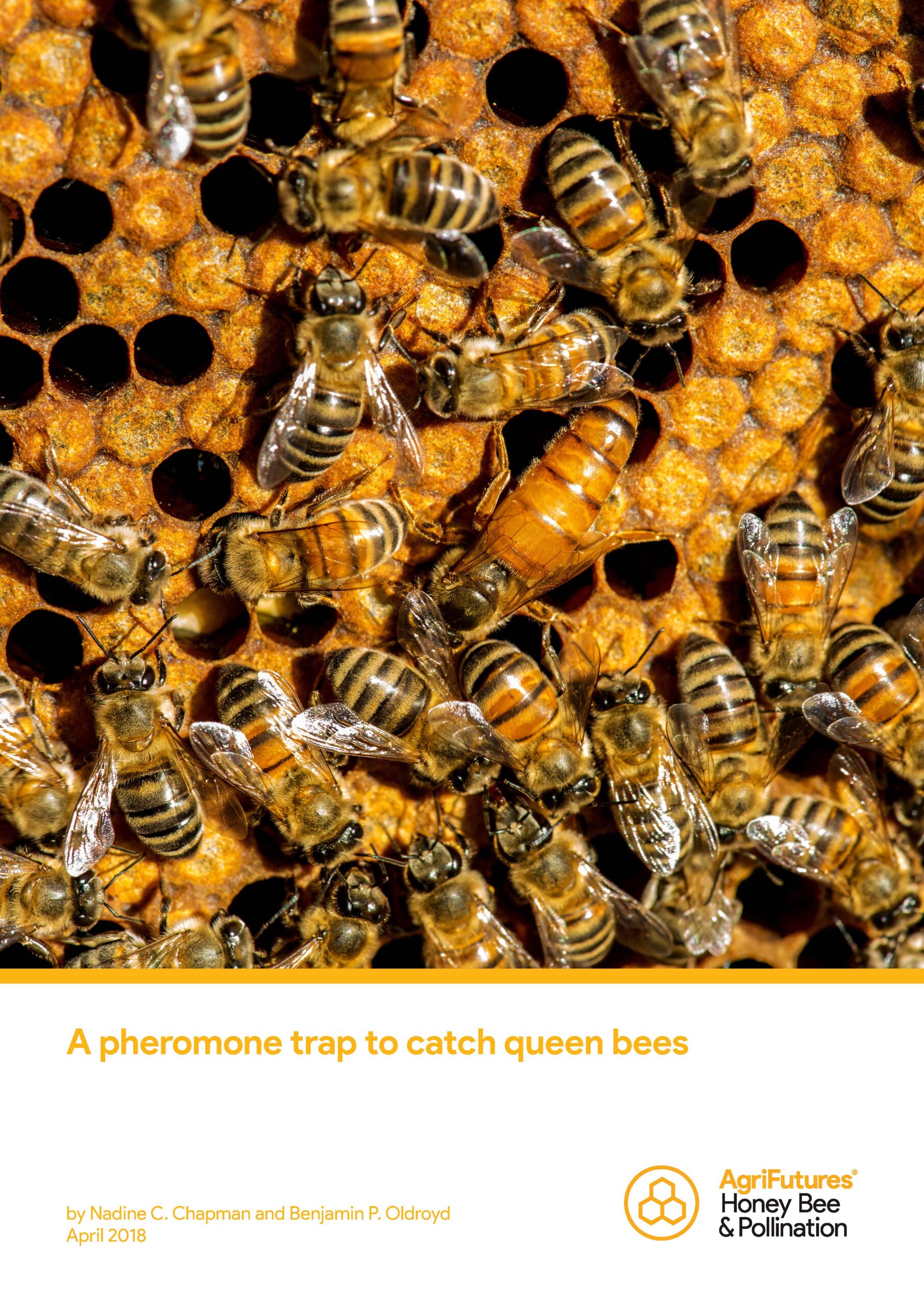 A pheromone trap to catch queen bees - image