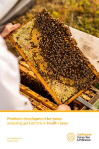 Probiotic development for bees – analysing gut bacteria in healthy bees - image