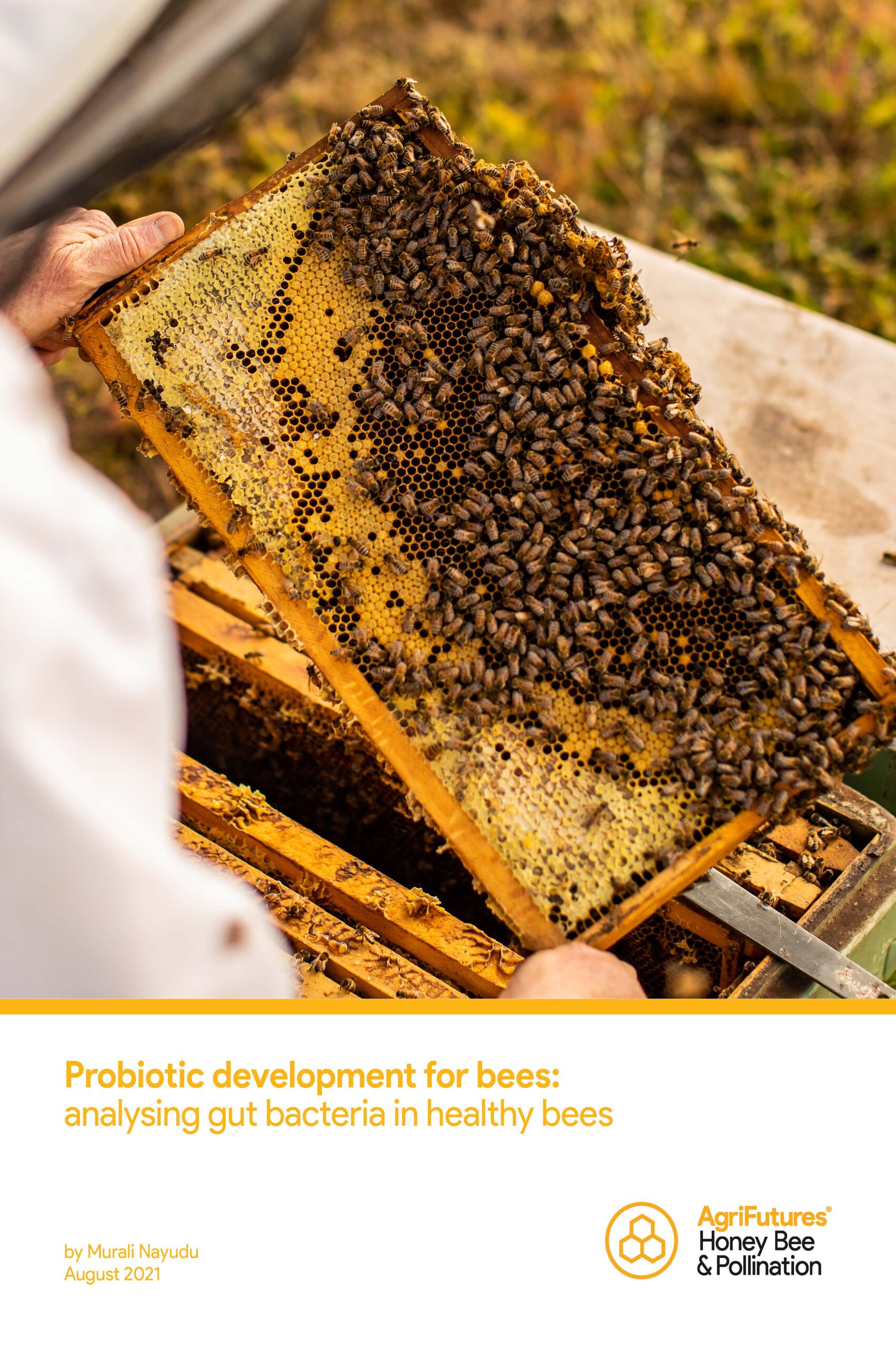 Probiotic development for bees – analysing gut bacteria in healthy bees - image