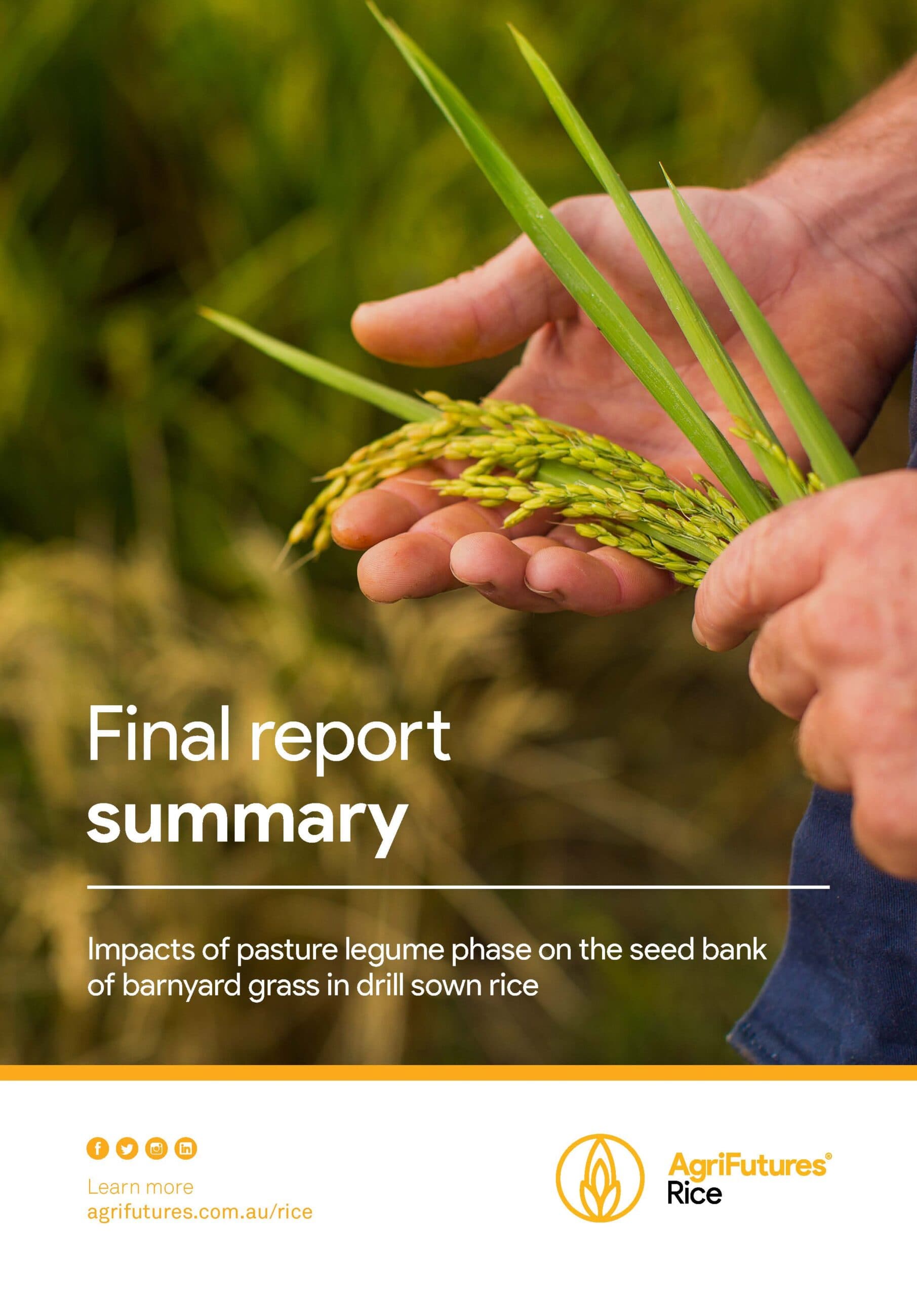 Final report summary: Impacts of pasture legume phase on the seed bank of barnyard grass in drill sown rice - image