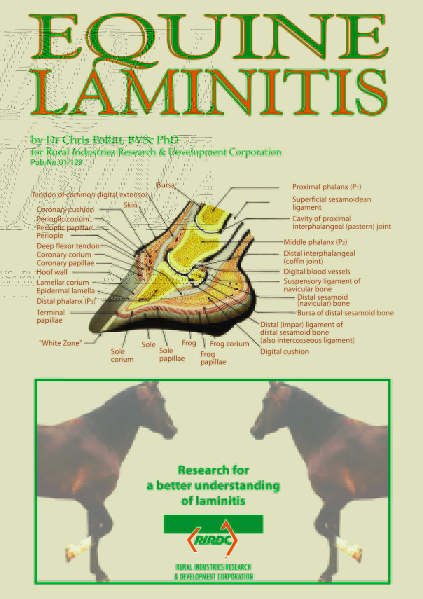 Equine Laminitis AgriFutures Australia